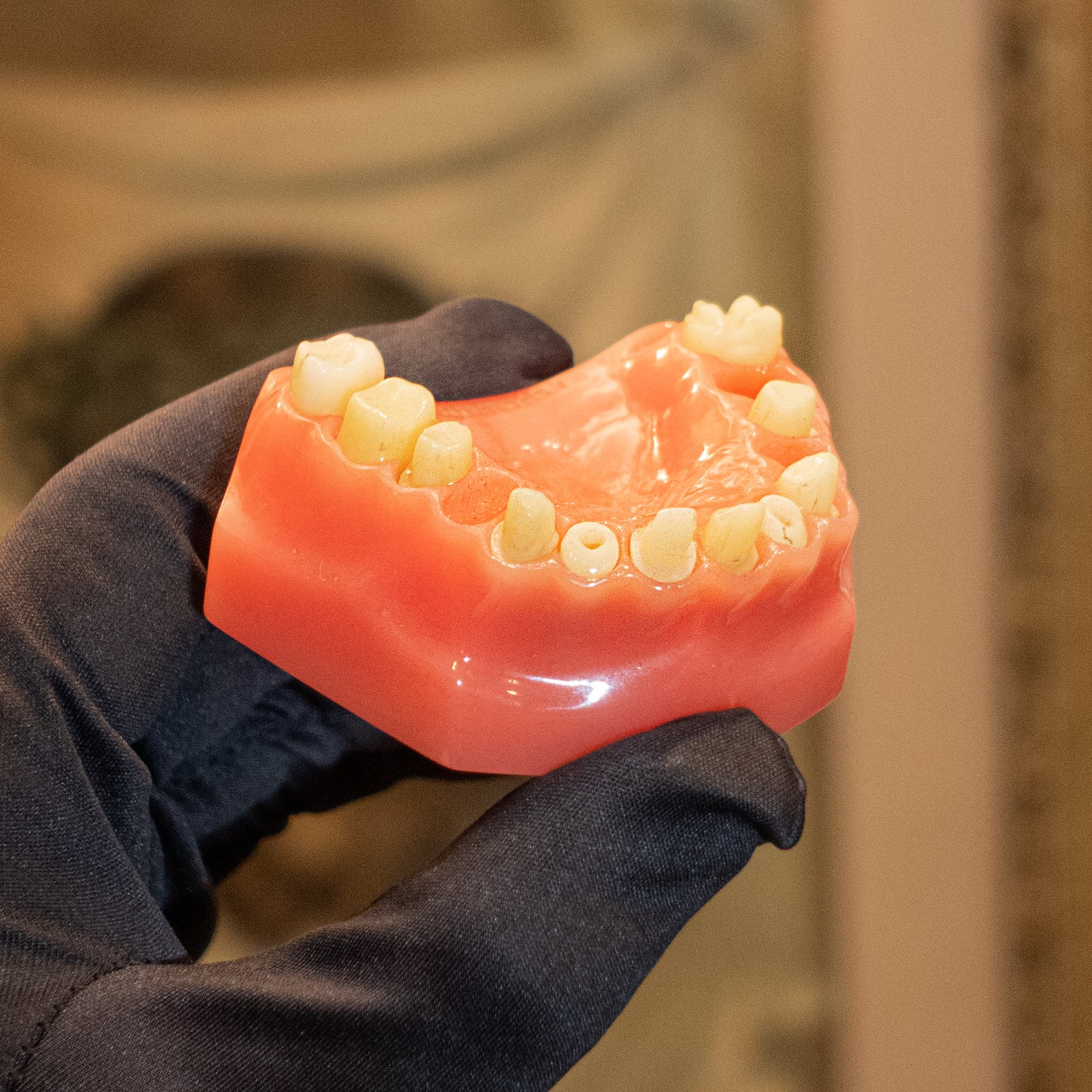 Vintage Dental Model