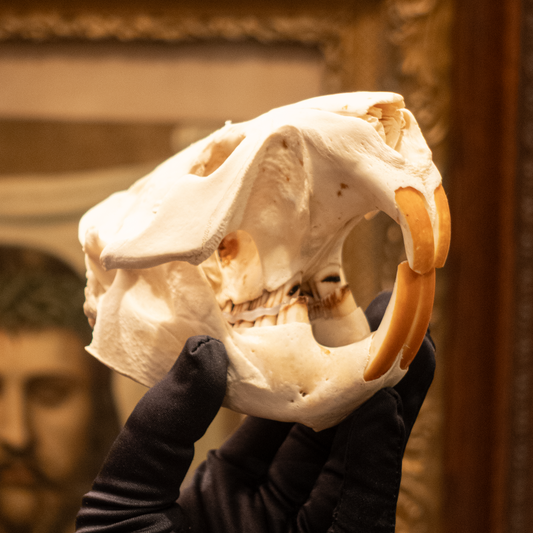 Beaver Skull