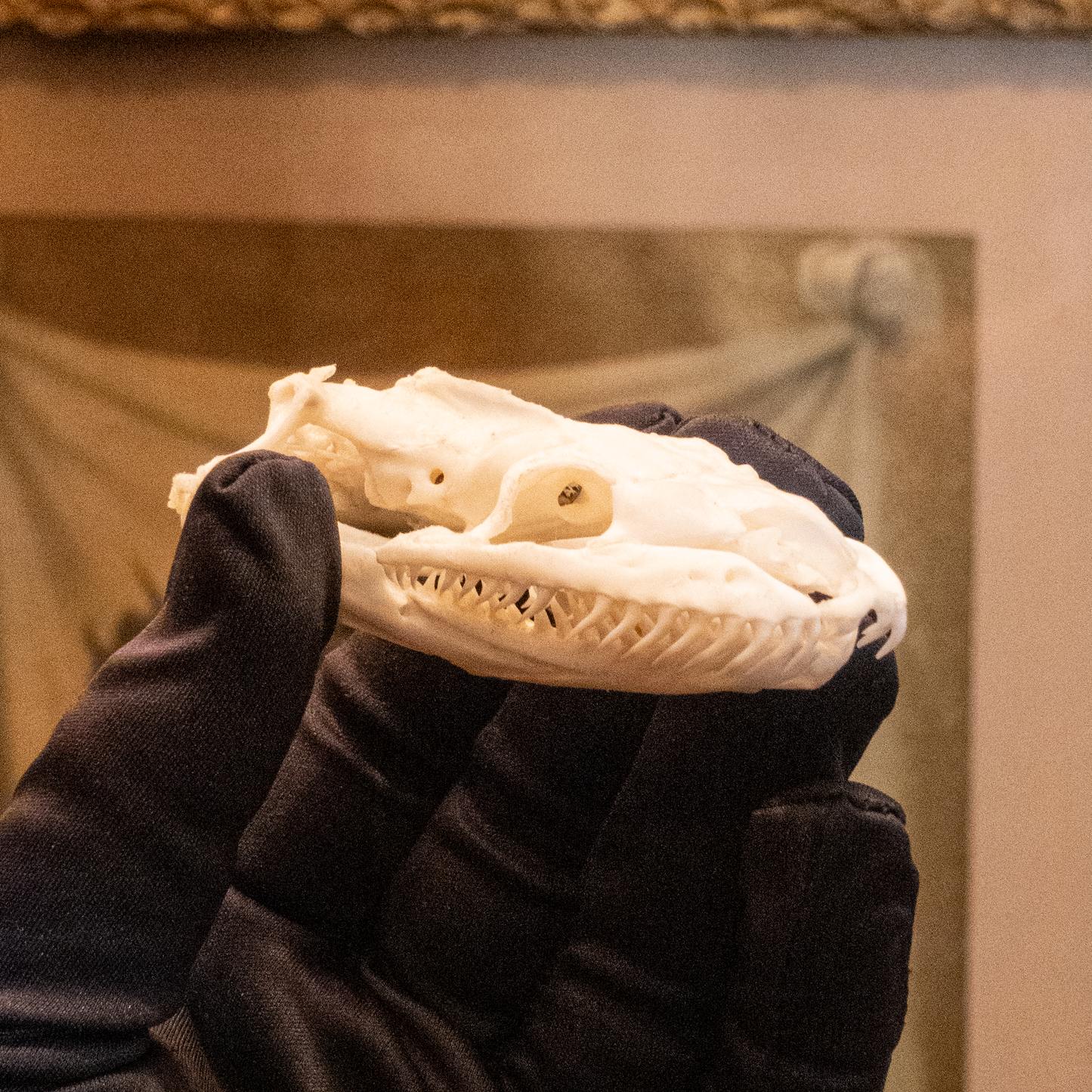 Burmese Python Skull