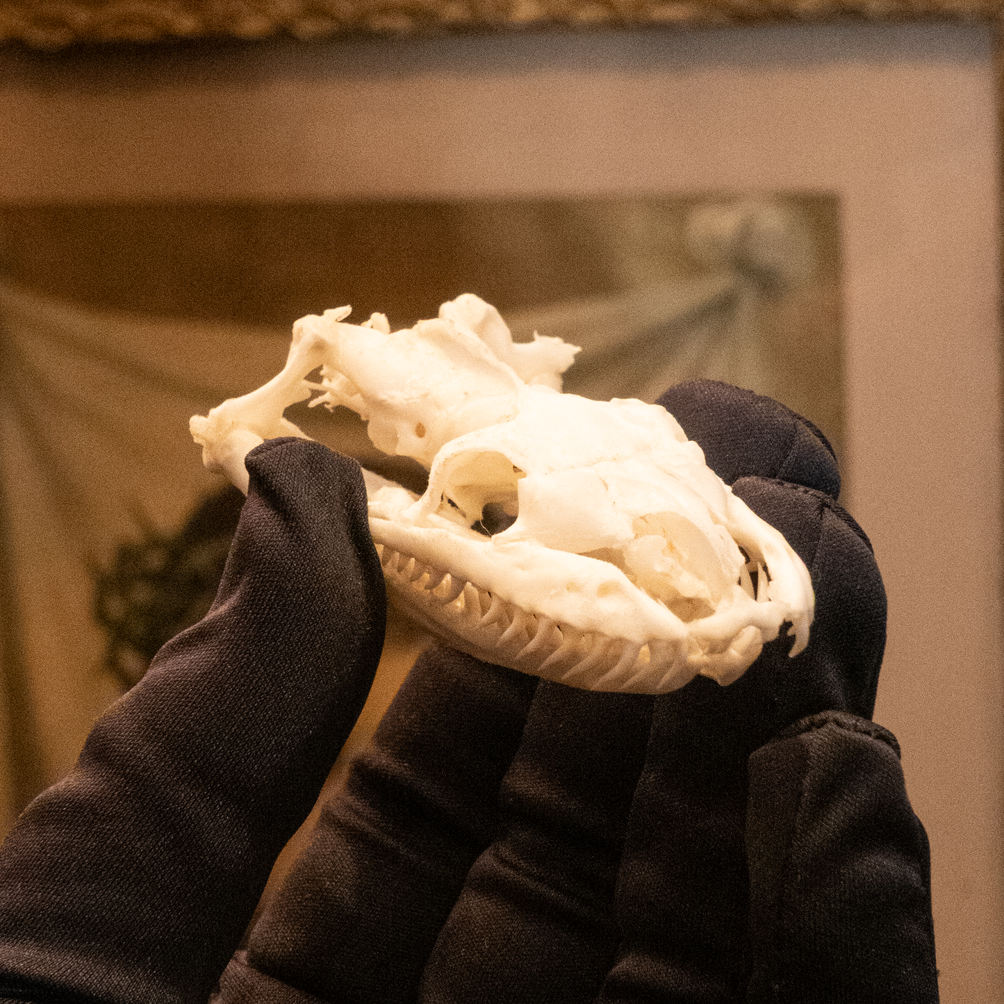 Burmese Python Skull