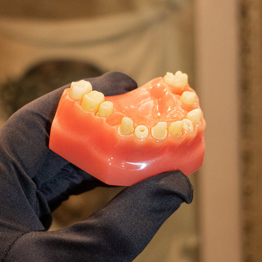 Vintage Dental Model