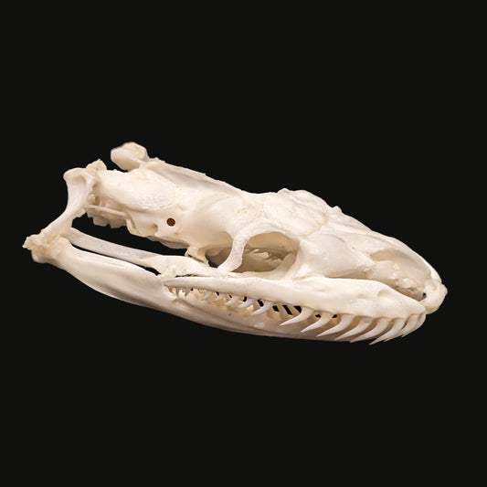 Burmese Python Skull